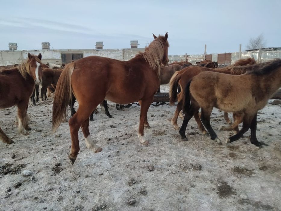 Айғыр сатамын. Жағдайы жақсы. Бағасына келісеміз