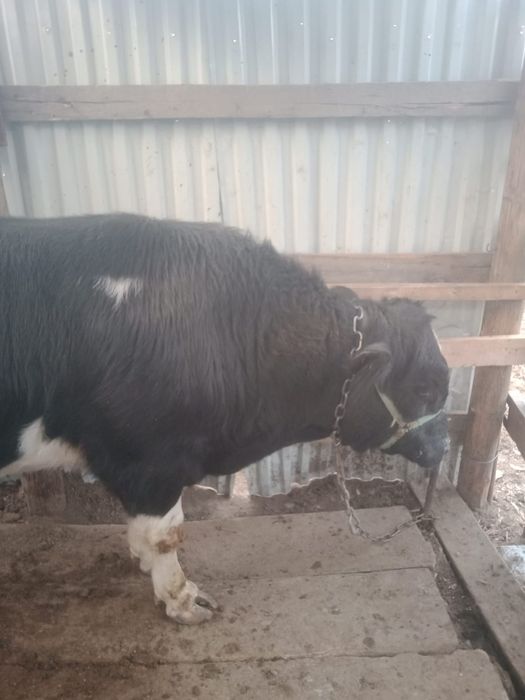 Бычок породы ангуст 1,5 года,