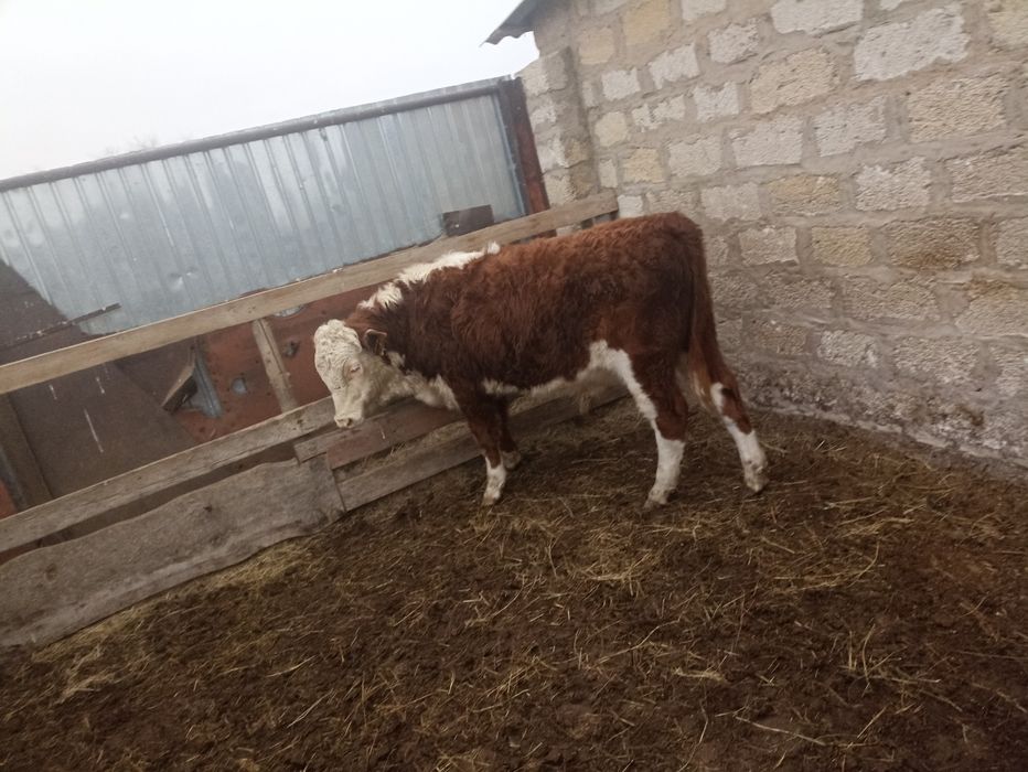 Подсос баспақтар