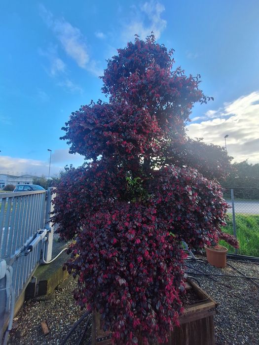 Plante ornamentale pentru gradina magnolia