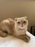 Mushuk Scottish Fold Sotiladi