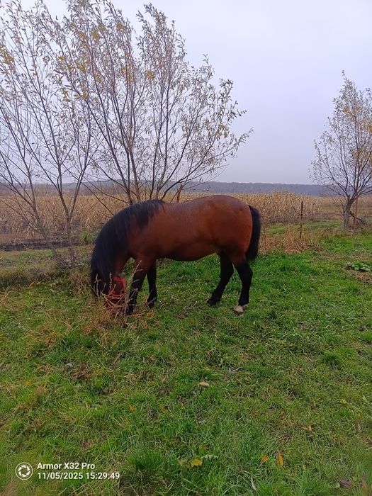 Armăsar de vânzare