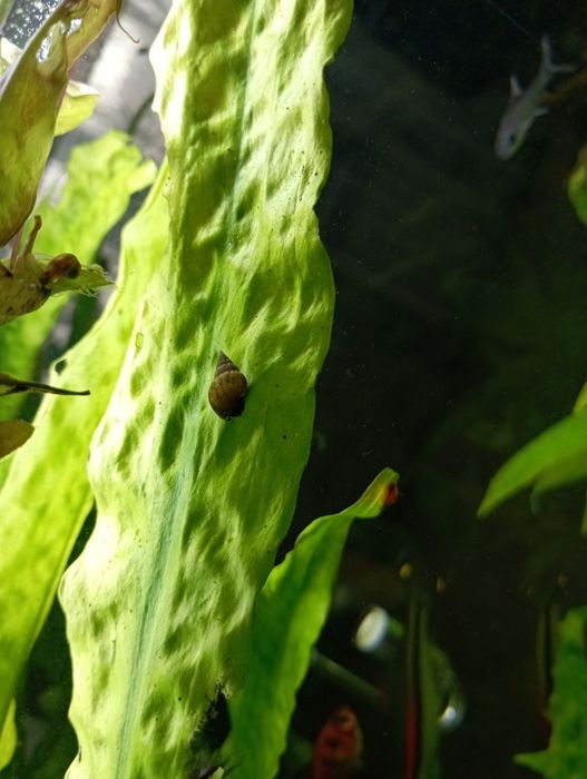 Улитка Хилена аквариумная