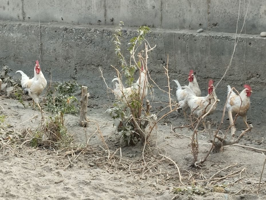 sotiladi hõroz 100000