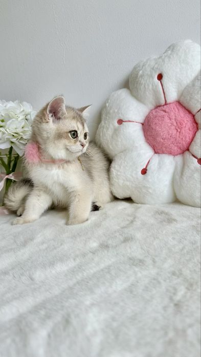 Fetita British Shorthair Chinchilla Blue Golden - Pedigree