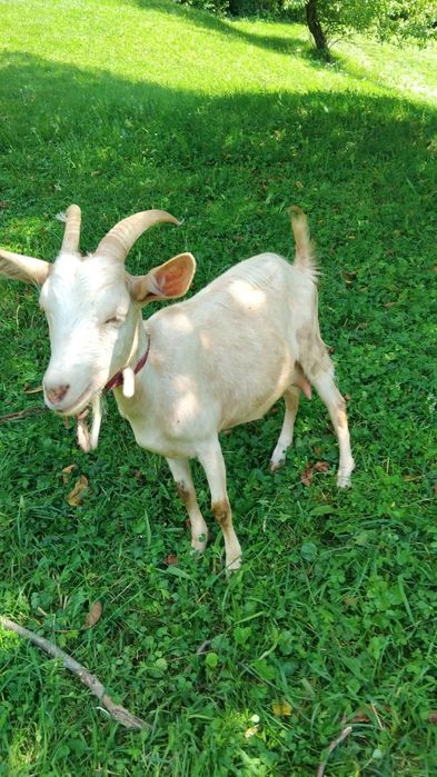 De vânzare două capre de anu trecut