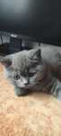 British shorthair