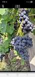 Vând struguri de vin productie 2025
