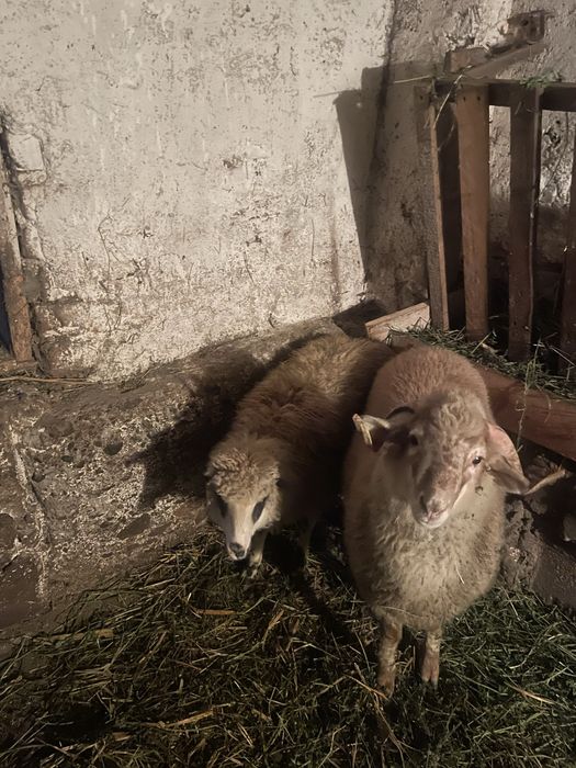 Vand noatini mieluta si berbecut