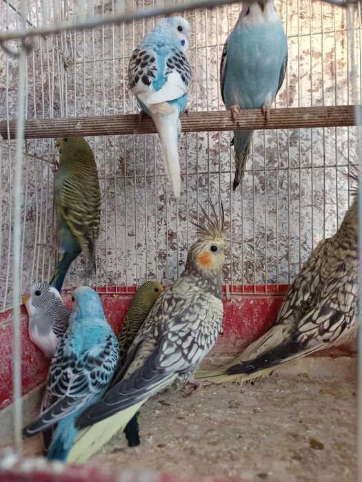 Vand papagali perusi si nimfe