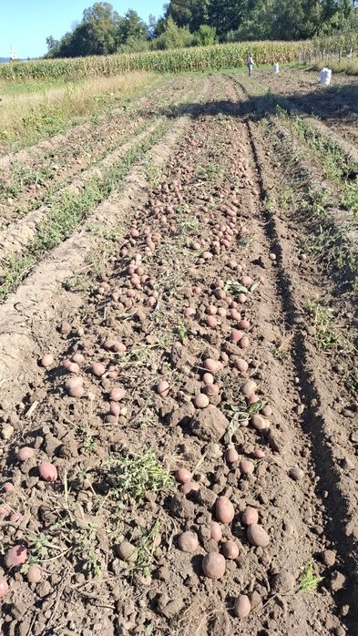 Cartofi mari sortati