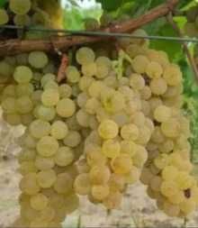 Avem struguri de vânzare, pentru vin din producție proprie 3 lei /kg