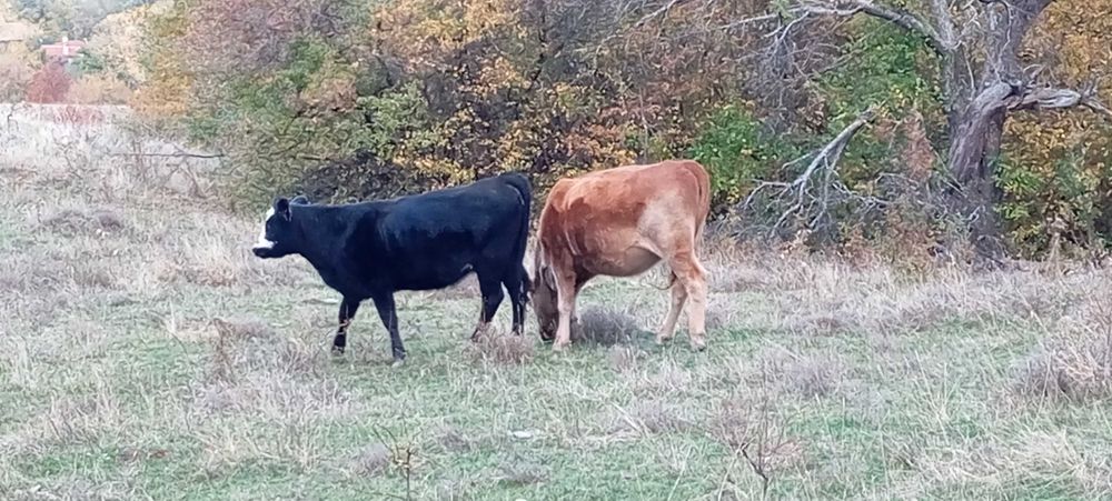 Свободни 15 бр. месодайни крави и юници