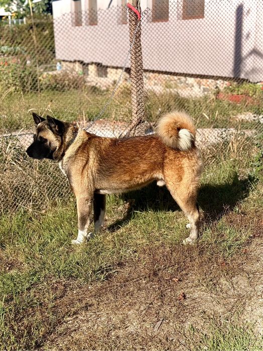 Америкаска акита кученца мъжки и женски