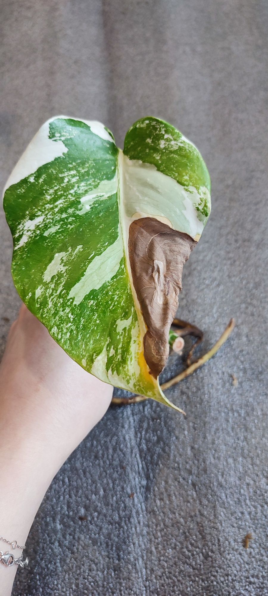 Butaș cu rădăcini Monstera albo