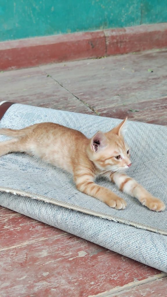 Котята 2 месяца шустрые