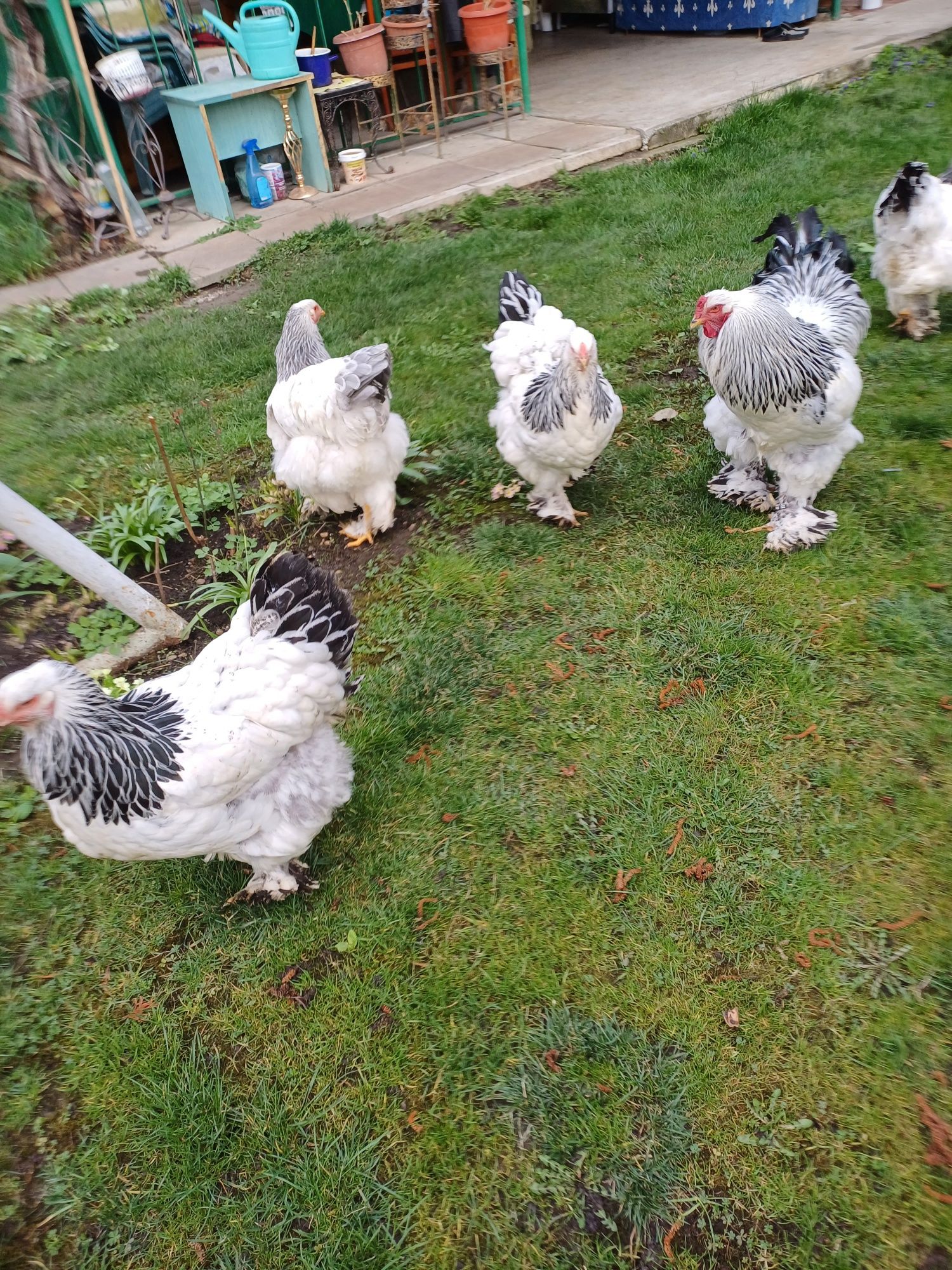 Vând pui Brahma, Plymouth rook barat