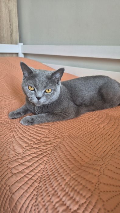 Продам кошку британская прямоухая