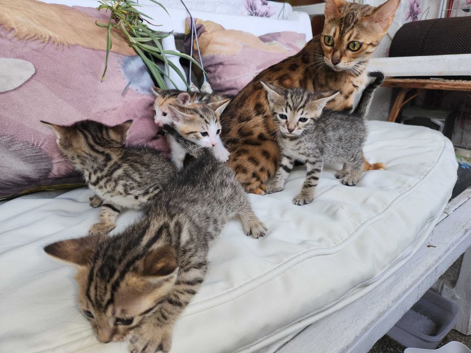 Бенгалски котенца