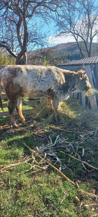 Vand vita in judetul Valcea