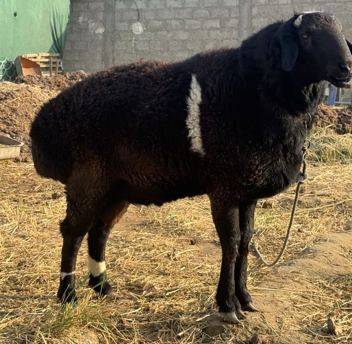 Кучкор сотилади