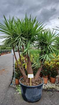 Plante ornamentale