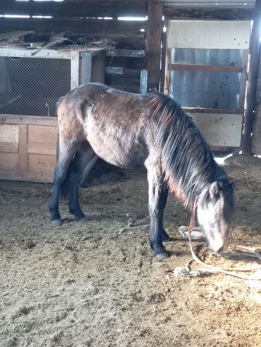 Тайлар, жабағылар