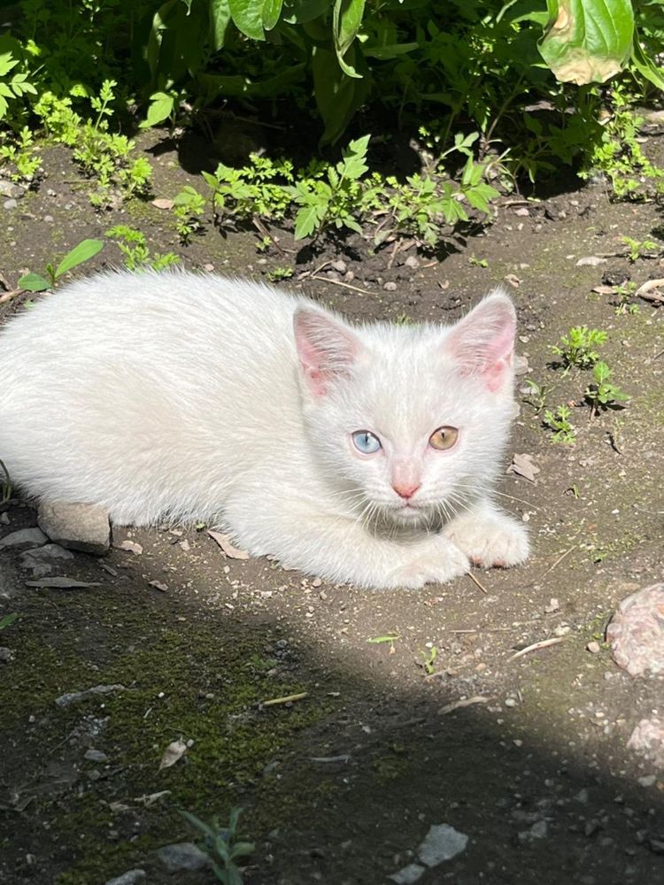 Белая кошка разными глазами