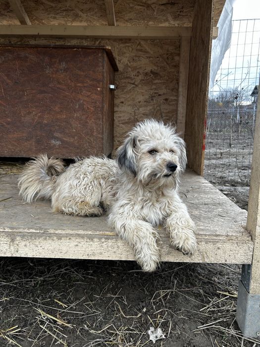 Donez cateluse bisoni