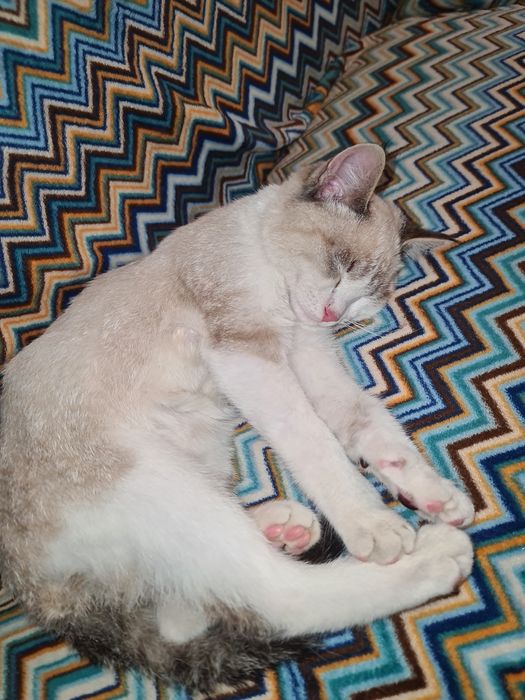 Отдам кота даром.Зовут Василий.