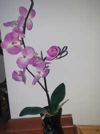 Vand orhidee artificiala in  ghiveci