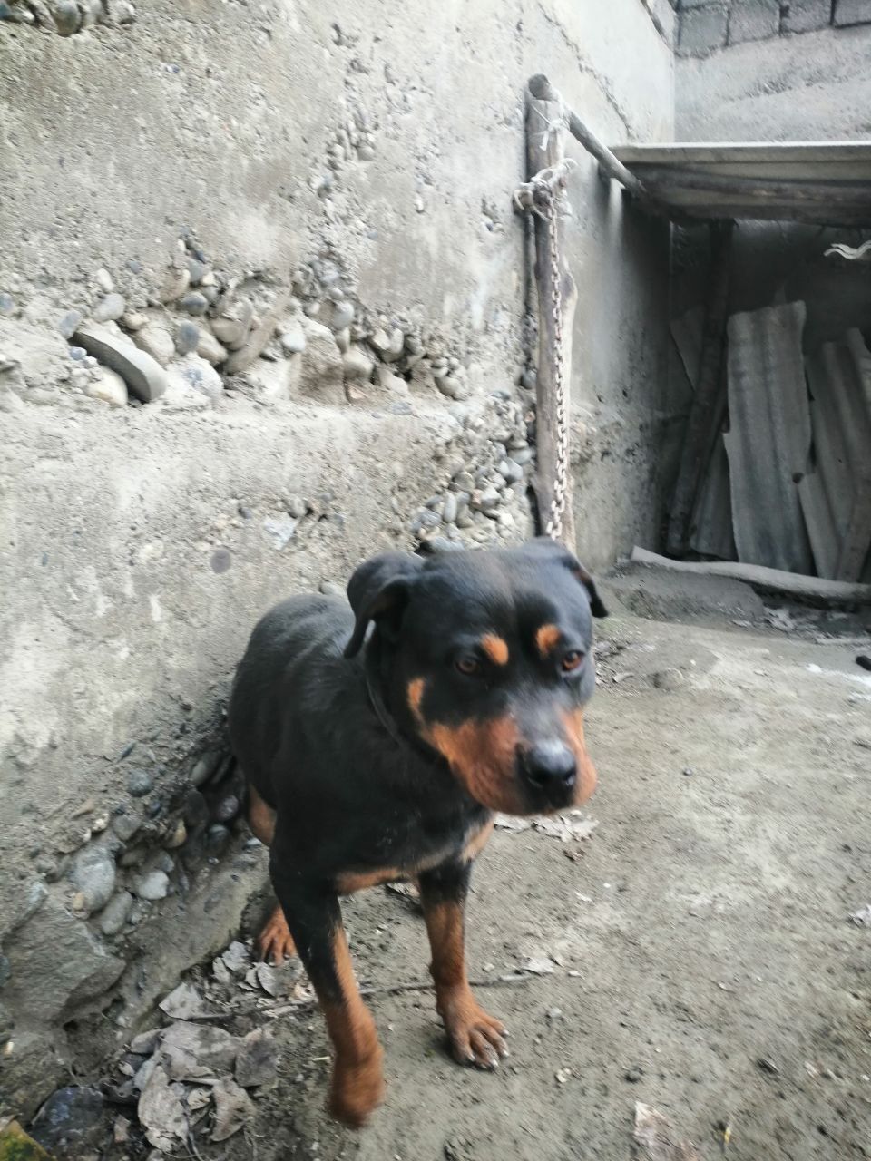 Yaxchi it toza zot ratveler