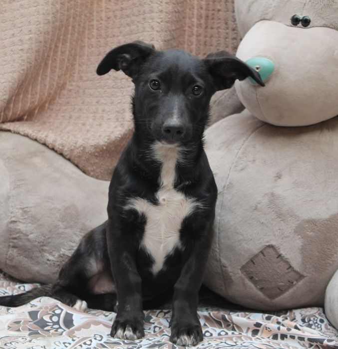 Щеночки в хорошие руки