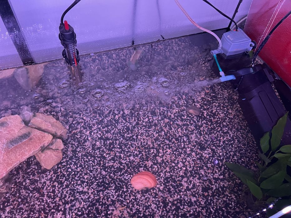 Vând acvariu complet utilat Garra Rufa