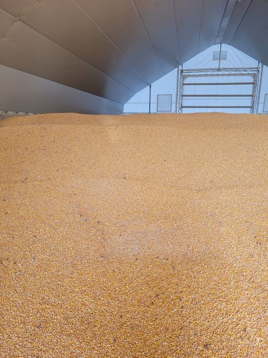 Porumb boabe uscat ambalat