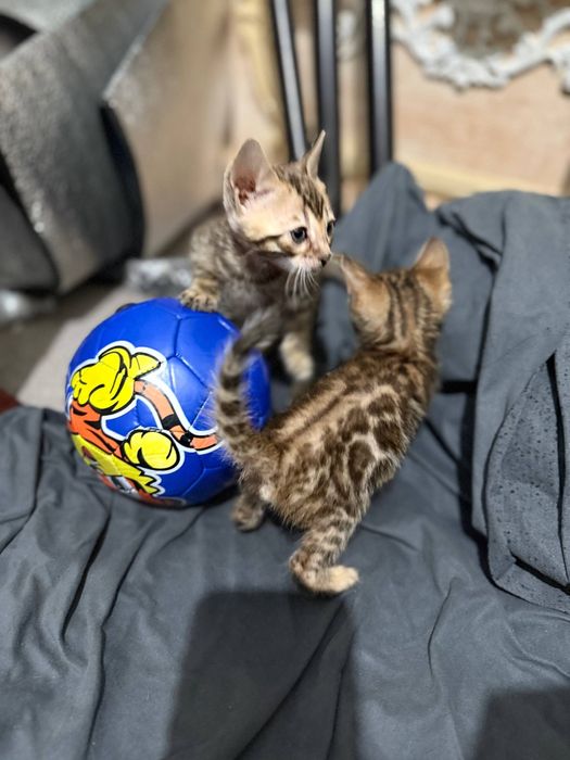 Sotiladi zottor mushuklar.