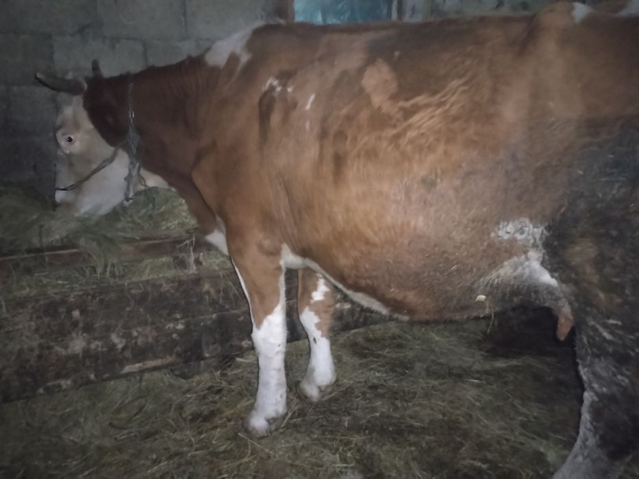 Vind 2 vaci gestante