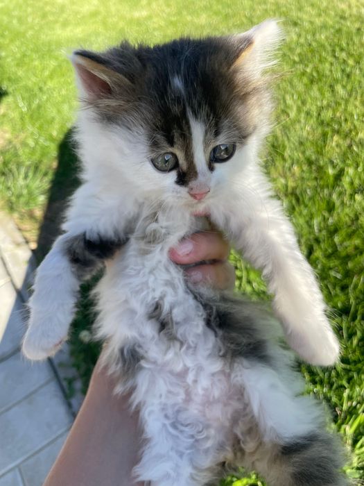 Подаряват се дългокосмести котенца