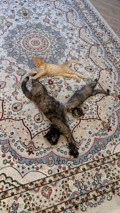 Отдам котят бесплатно