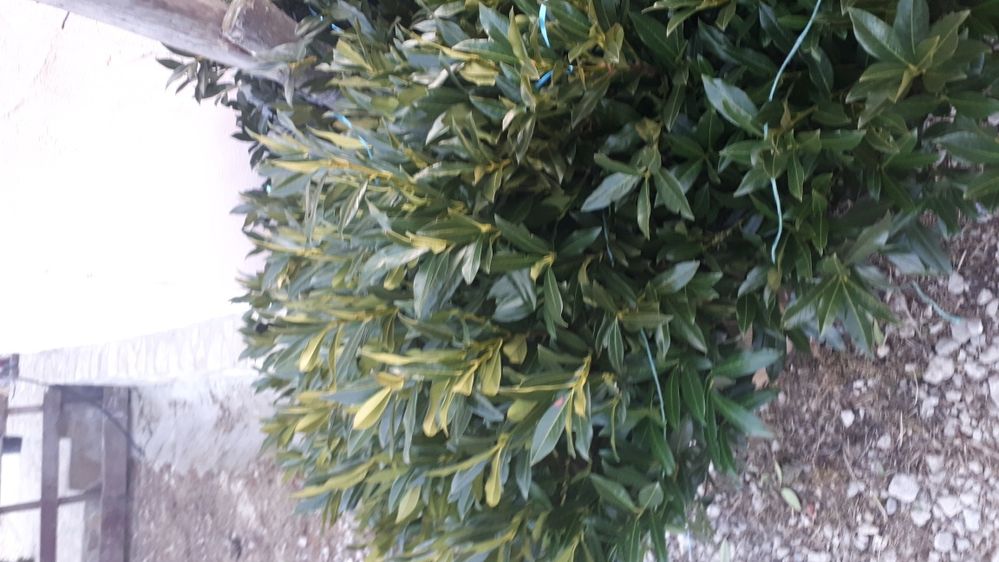 Magnolia copac 2-5 m