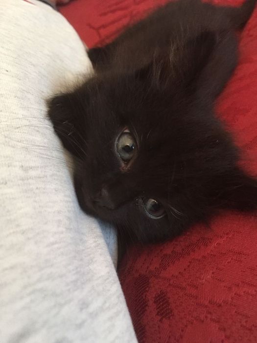 котята бесплатно!!