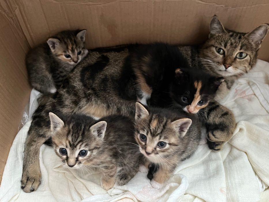 Отдам котят в добрые руки