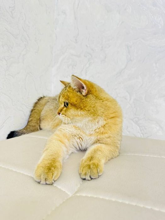 Золотая Шиншила