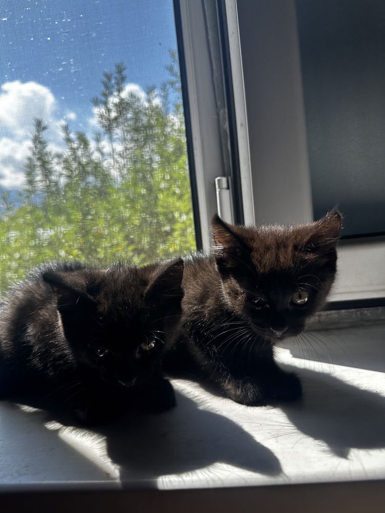 Котяты ищут уютный дом