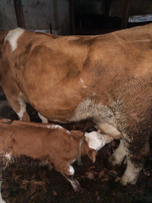 Vand vacă de trei viței fatata de o săptămână.