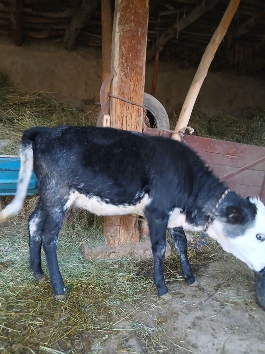 Ona bola sigr sotiladi bozor chiqmagan 1 chi qorn