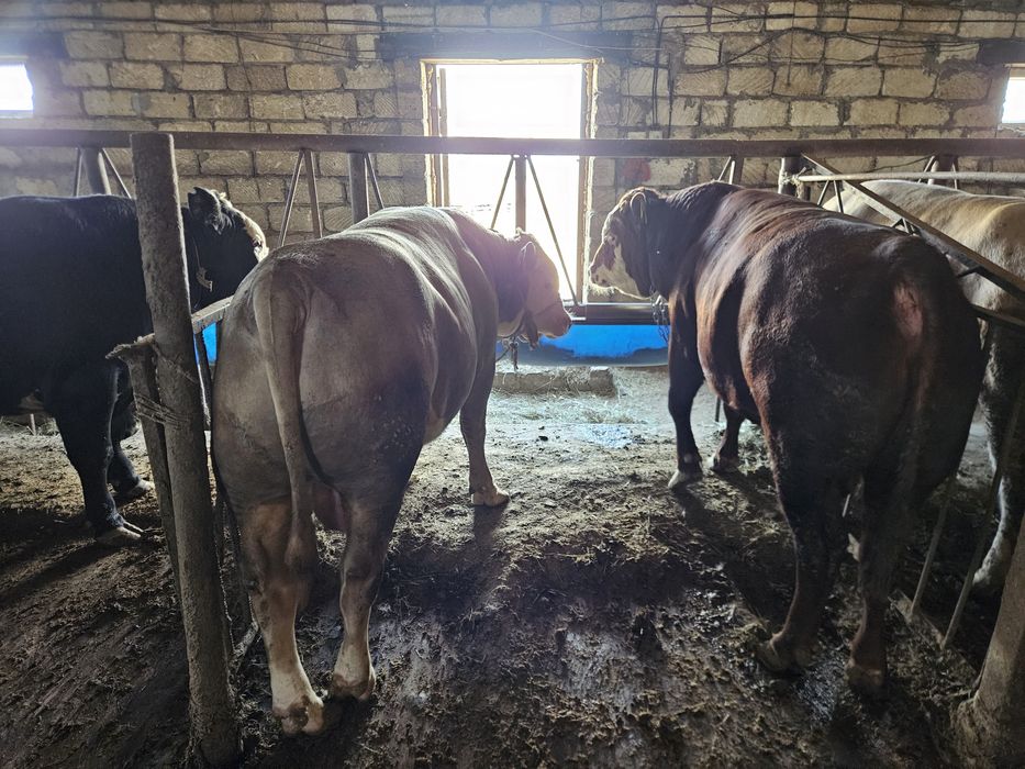 Продается откормленные бычки 61 голов живым весом по 2000-3%