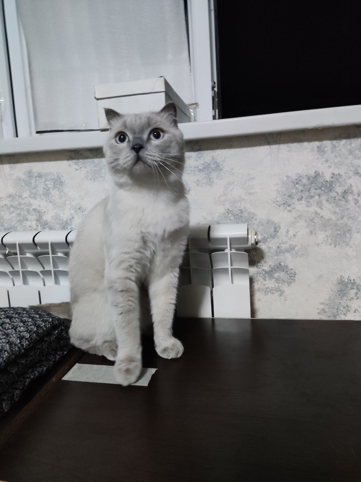 Вязка. Скоттиш страйт.
