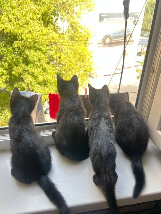 Самарканд. Домашние котята