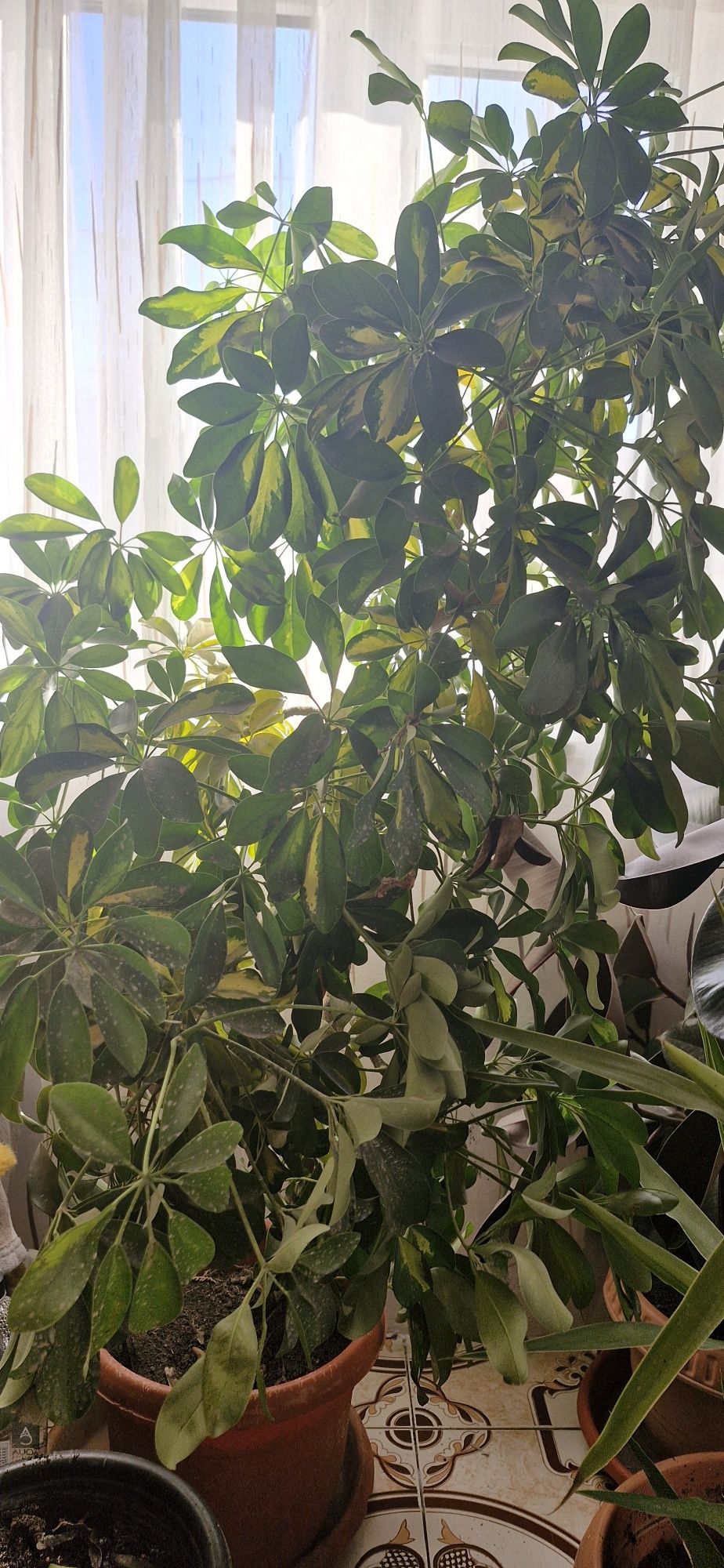Leandri/plante ornamentale